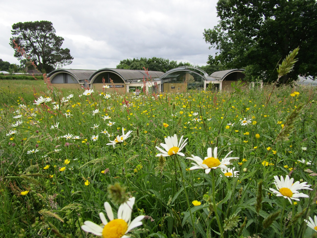 A wild flower meadow with ox-eye daisies, buttercups and rumex plus several grass species in flower